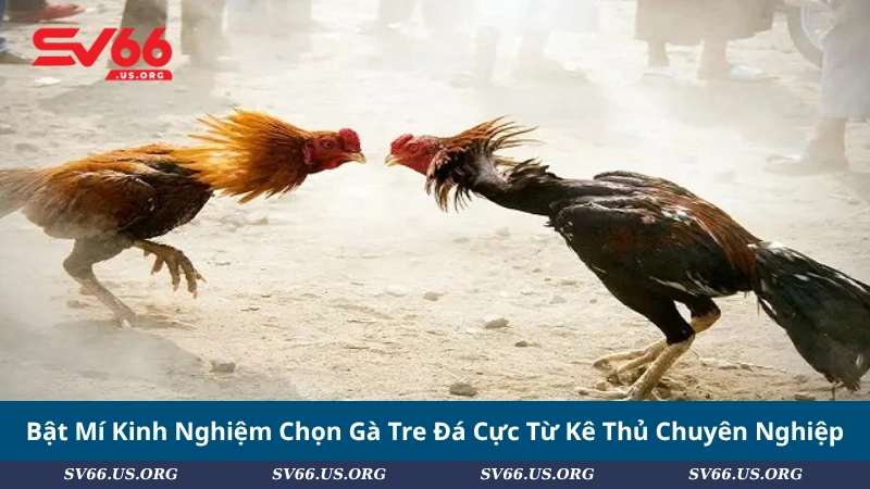 Bật Mí Kinh Nghiệm Chọn Gà Tre Đá Cực Từ Kê Thủ Chuyên Nghiệp