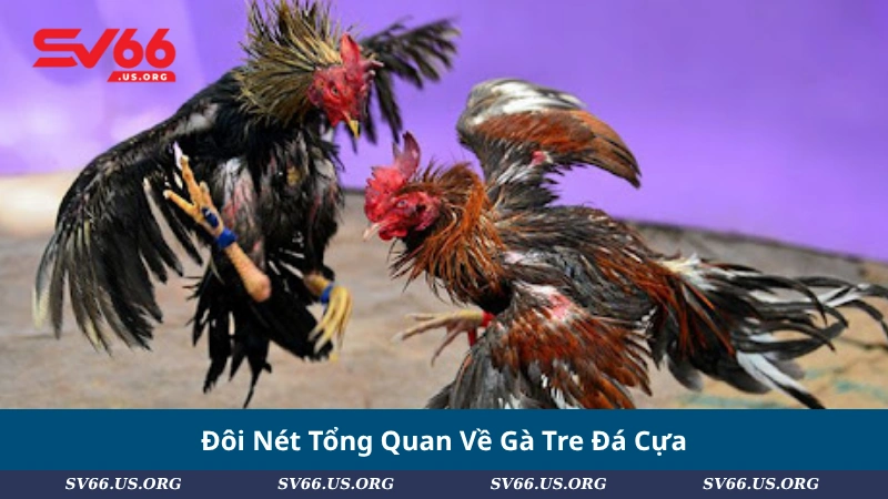 Đôi Nét Tổng Quan Về Gà Tre Đá Cựa