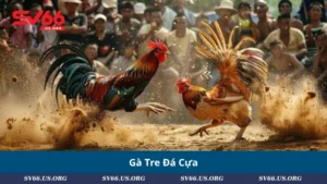 Gà Tre Đá Cựa