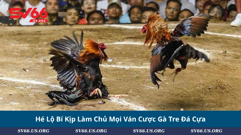 Hé Lộ Bí Kịp Làm Chủ Mọi Ván Cược Gà Tre Đá Cựa