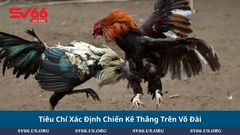 Tiêu Chí Xác Định Chiến Kê Thắng Trên Võ Đài